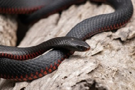 <p>Snake Envenomation</p>